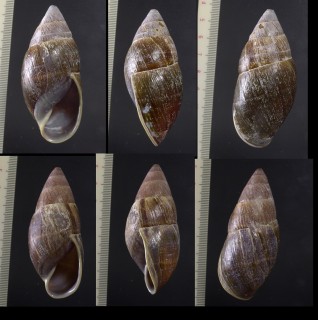 ソウレイナガマイマイ Thaumastus magnificus small