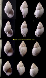 ホソムラサキマイマイ Porphyrobaphe iostoma bilabratus small