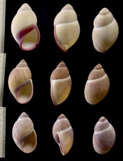 ウスベニアカマイマイの一種02 Megalobulimus oblongus conicus small