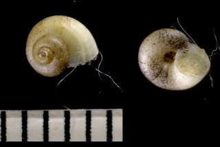 ビワコミズシタダミ Biwakovalvata biwaensis small