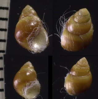 ムシヤドリカワザンショウ Angustassiminea parasitologica small