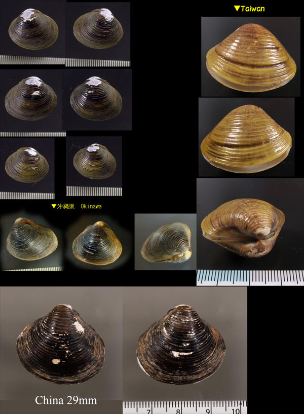 タイワンシジミ Corbicula fluminea small