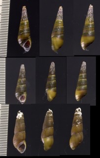 ホソマキカワニナ Semisulcospira arenicola small