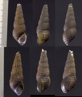 カゴメカワニナ 篭目川蜷 Semisulcospira reticulata small