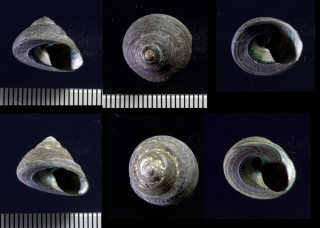 ヘソクボガイ Tegula excavata small
