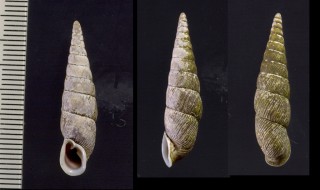 ナガシマギセル Mesophaedusa nagashimana small