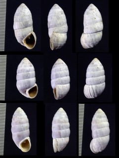 オオタワラの仲間02 Cerion ritchiei vannostrandi small