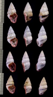 オビクサレアラハダマイマイ (仮称) Odontostomus exesus zonata small