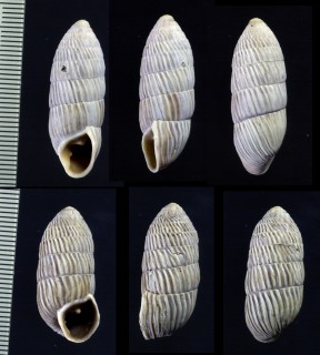 アイボリーオオタワラ （仮称） Cerion eburneum small