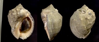 タイワンレイシ Mancinella bufo small