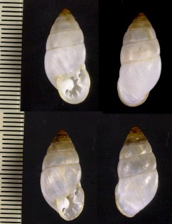 パタゴニアオニグチマイマイの仲間 Plagiodontes tesseirei small