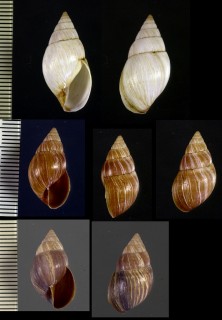 ガダルーペトウガタマイマイの仲間03 Bulimulus irregularis small