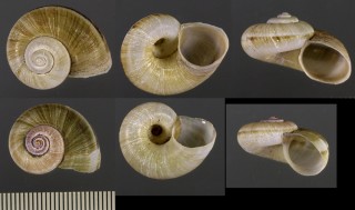 ポパヤヤマタニシ (仮称) Aperostoma popayanum small