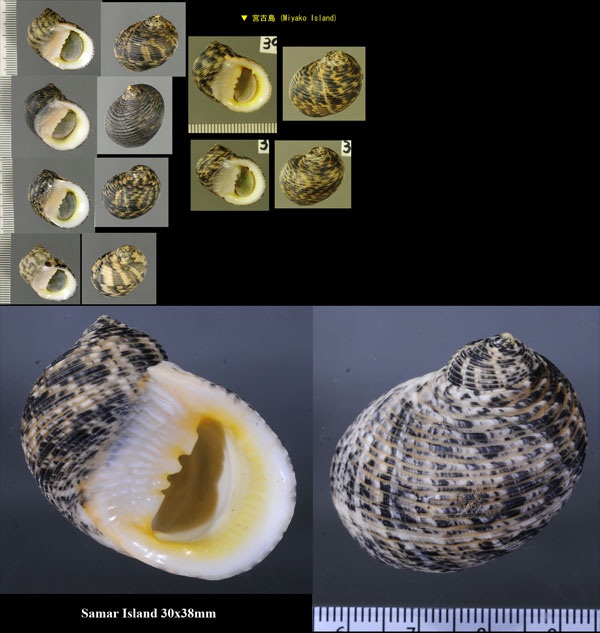 アラスジアマオブネ Nerita undata small