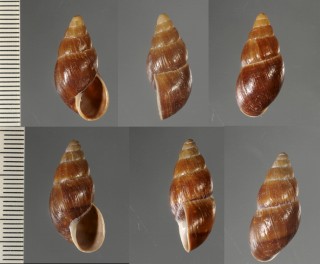 リーンツソロバンダマガイ Bostryx reentsi small