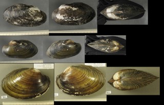 ヌマガイの一種01 ブラジル Anodontites trapesialis small