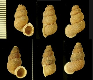 バハマクチヒレの仲間02 Opisthosiphon moreletianum moreletianum small