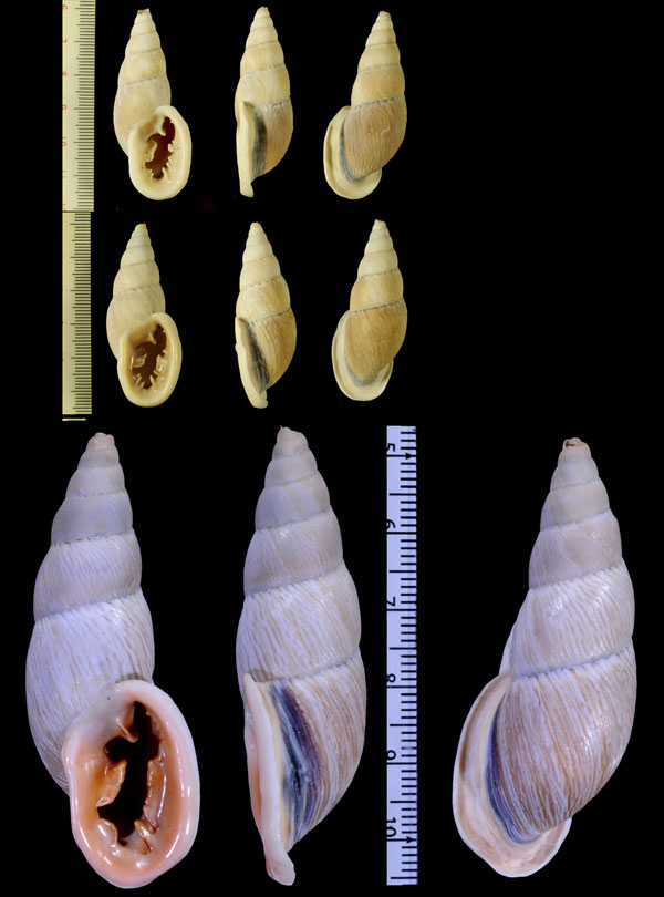 パンタグリエルアラハダマイマイ Burringtonia pantagruelinus small