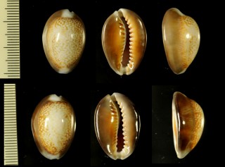 ポッペニセハナマルユキ Erosaria caputdraconis poppei small