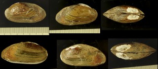 カザリヌマガイ (仮称) Scabies crispata small
