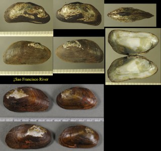 クラヤミヌマガイ （仮称） Anodontites tenebricosus small
