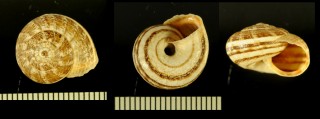 カルアナコマイマイ (仮称) Cernuella caruanae small