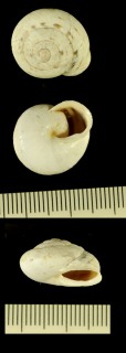 ウォールコマイマイの仲間04 Murella globularis ascherae small