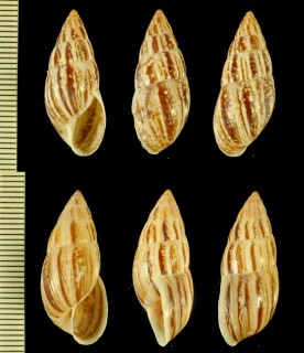 ヤサミカンマイマイ Drymaeus scitulus small