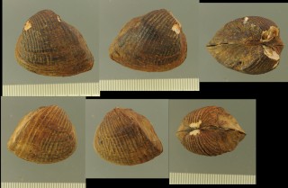 サルボウヌマガイ (仮称) Castalia multicosta small