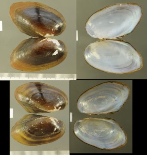 ベンガルヌマガイ (仮称) Lamellidens marginalis small