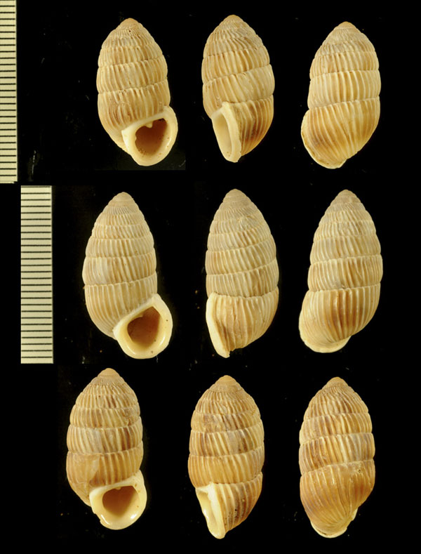 ミラーオオタワラ (仮称) Cerion milleri small