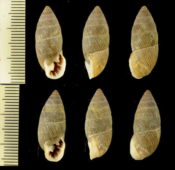 ロカオニグチマイマイ (仮称) Plagiodontes rocae small