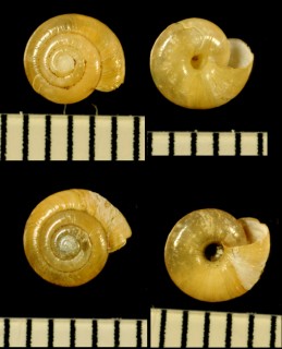 コハクガイ Zonitoides arboreus small