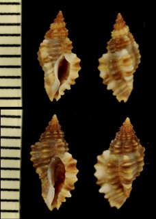 コセリヨウラク (仮称) Ocenebra coseli small