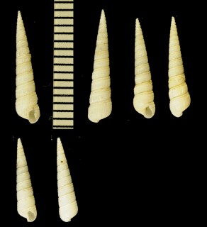 アダムズヨコイトカケギリ Paracingulina inequicingulata small