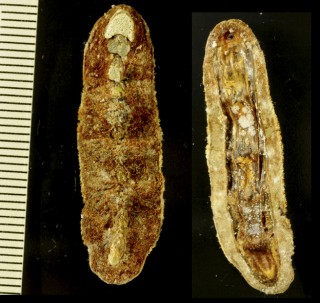 ケムシヒザラガイ Cryptoplax japonica small