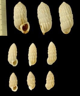 アラハダオオタワラ Cerion asperum small