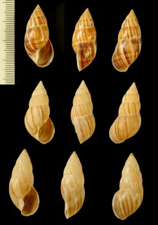 モリシモブクレマイマイ (仮称) Scutalus nemorensis small