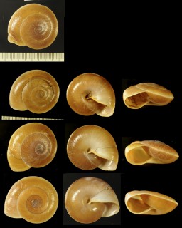 タテガタベッコウマイマイ Dyakia clypeus small