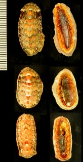 ニシキヒザラガイ Onithochiton hirasei small