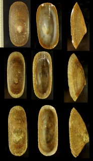 トリオイカサガイ Cymbula compressa small