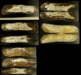 ブラジルカワマテモドキ (仮称) Mycetopoda soleniformis small