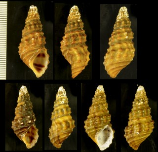 ヘンリエッタカワニナ (仮称) Brotia henriettae small