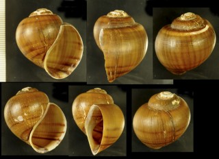 ニャチャンタニシ Pila gracilis small
