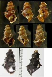 オオヒシノミカワニナ Brotia pagodula small