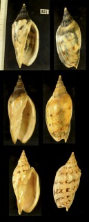 モオリガイ Alcithoe arabica small