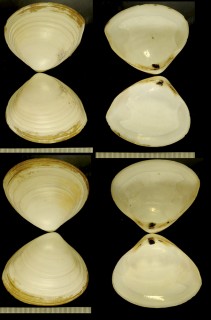 ニュージーランドミナトガイ Mactra discors small
