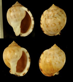 ナシガタウラシマ Semicassis pyrum small