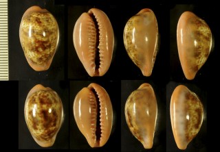 セネガルスソベニダカラ Zonaria pyrum pyrum senegalensis small