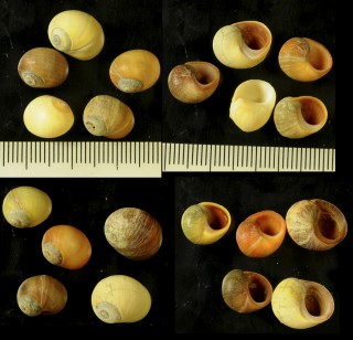 コガネタマキビ Littorina obtusata small